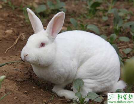 秋養殖獺兔的五要點