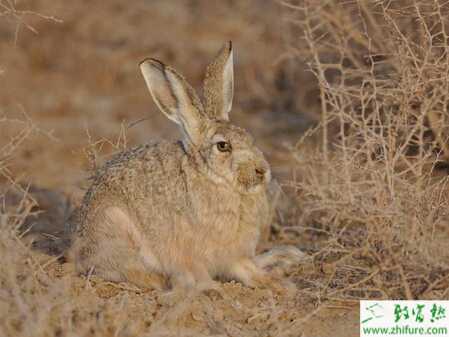 養(yǎng)殖野兔需要注意的幾個問題
