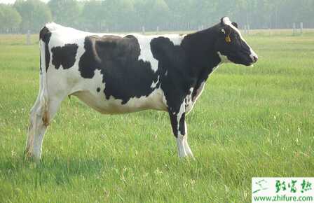 養殖奶牛如何讓早春奶牛多產奶