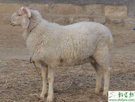 養殖小尾寒羊節氣飼養法