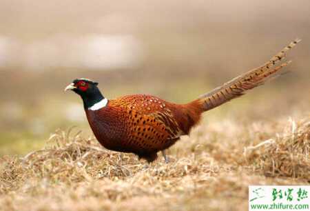 養(yǎng)殖山雞的人工孵化技術(shù)