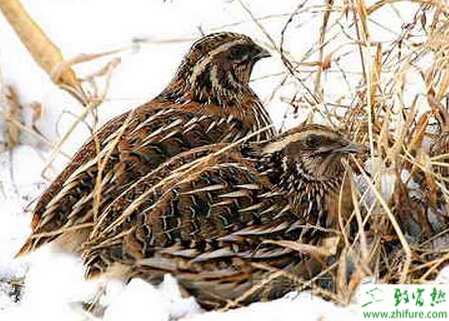 養殖鵪鶉如何防治鵪鶉支氣管炎