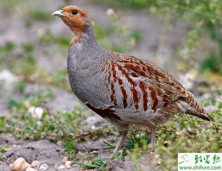 養殖鷓鴣之初生雛鷓鴣白痢病的診治