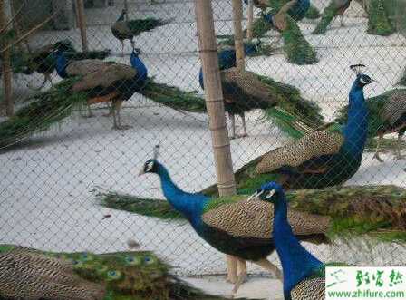 養殖藍孔雀育雛后期的飼養管理