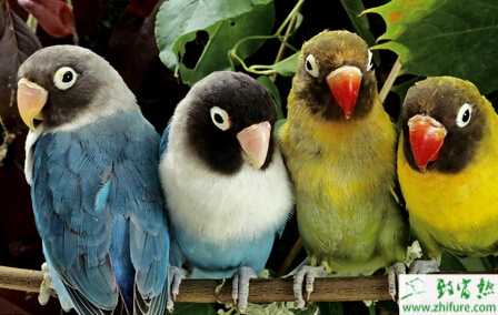 歐劍鋒養(yǎng)鸚鵡致富經(jīng)