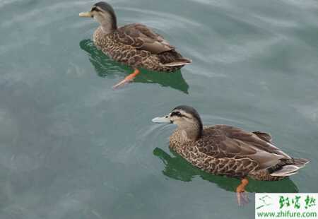 淺析綠頭野鴨的高效育肥