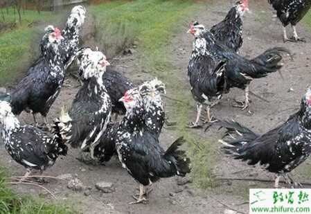 養殖貴妃雞種蛋孵化技術