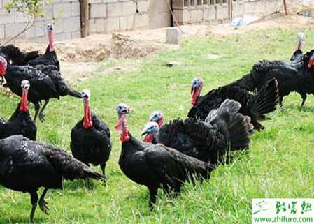 養(yǎng)殖火雞怎樣讓火雞多產(chǎn)蛋