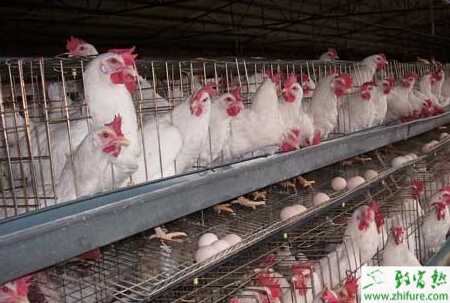 籠養(yǎng)蛋雞易得的三種病的防治