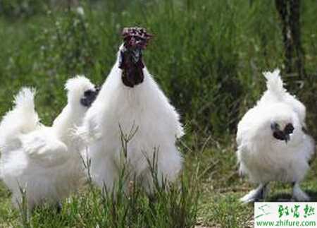 淺析烏雞的生活習性及飼養要點