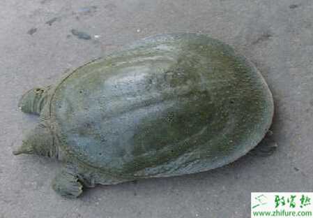 半野生化養殖甲魚的技術