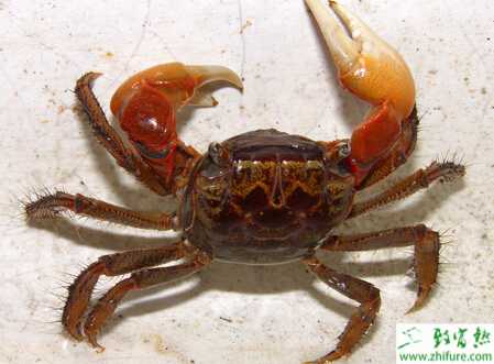 養(yǎng)蟹之幼蟹培育要點(diǎn)