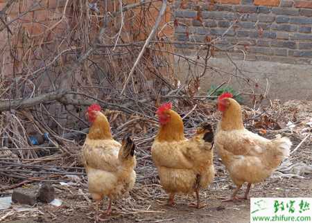 林下如何養殖土雞的技術