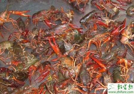 養殖小龍蝦度夏要注意什么