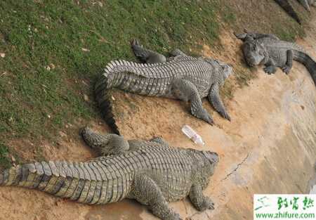 養(yǎng)殖鱷魚的繁殖前期的飼養(yǎng)
