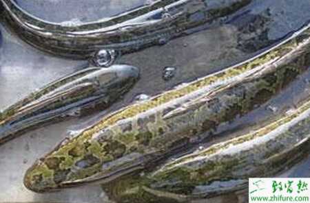 集約化養殖黑魚的技術