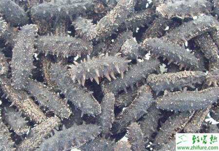 養殖海參霉菌病癥狀及防治