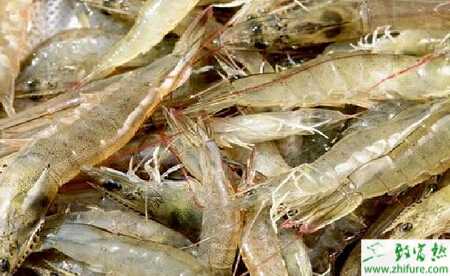 養(yǎng)南美白對蝦節(jié)省飼料的方法