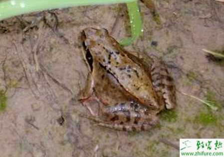 養殖林蛙之封溝養殖的越冬管理