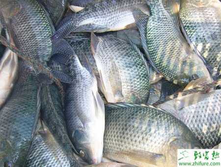 養殖羅非魚越冬防寒管理技術措施