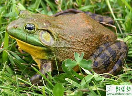 養(yǎng)殖牛蛙之成牛蛙的飼養(yǎng)管理