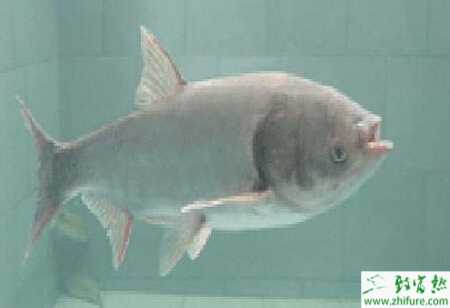 養殖白鰱之白鰱魚的飼料配方