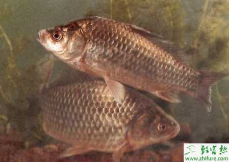 養(yǎng)殖鯽魚之鯽魚痘瘡病的防治