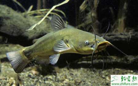 養殖鯰魚之大口鯰養殖技術