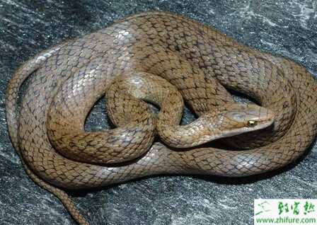 養(yǎng)殖蛇之蛇的引種