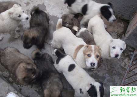 養殖肉狗之肉狗的飼料配制