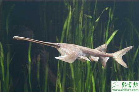 養殖鱘魚之鱘魚培苗注意啥