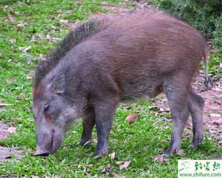 養殖野豬之野豬豬瘟的防治方法