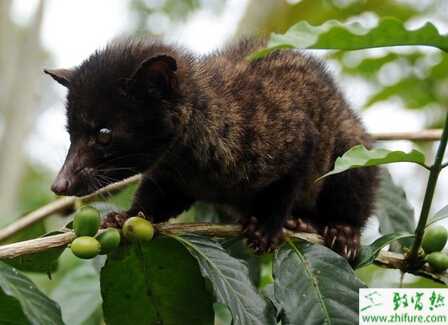 養(yǎng)殖果子貍之果子貍防病措施