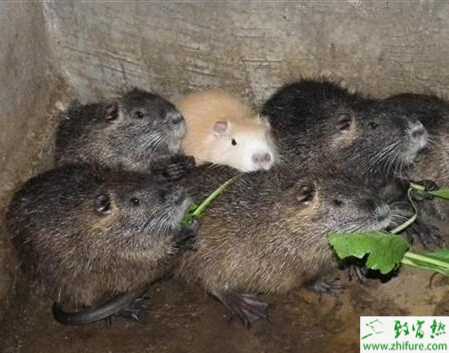 養殖海貍鼠之種鼠選擇經驗