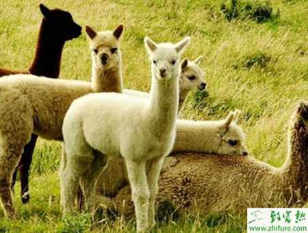 養殖羊駝的飼養與管理