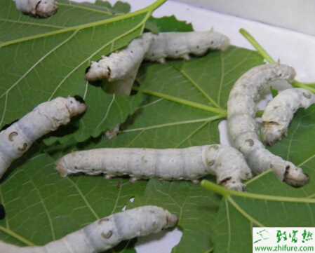 養(yǎng)殖蠶之農(nóng)村養(yǎng)蠶的小竅門(mén)