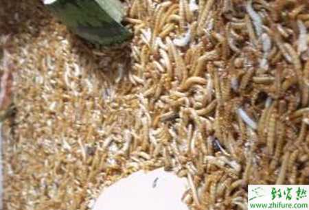 養(yǎng)殖蠅蛆之飼養(yǎng)管理蠅蛆的基本知識(shí)