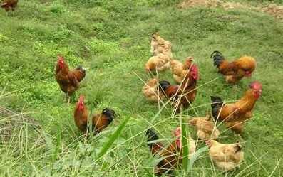 農村搞什么加工項目賺錢?