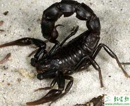 優質高效養殖蝎子的飼養管理要點