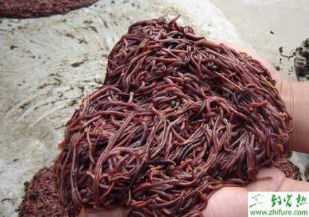 養(yǎng)殖蚯蚓之蚯蚓的高產(chǎn)飼養(yǎng)技術(shù)措施