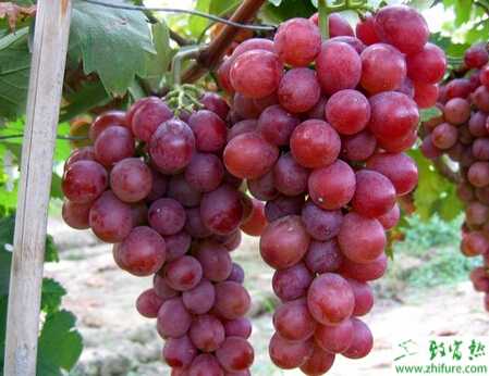 種葡萄之紅提葡萄如何施肥管理