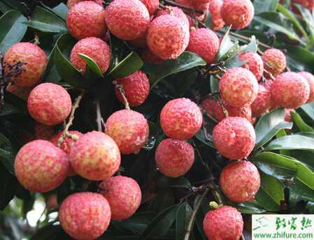 種荔枝之妃子笑荔枝的豐產穩產栽培
