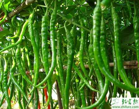 種辣椒辣之椒苗卷葉病的防治