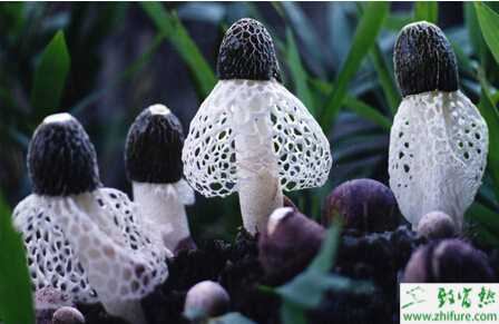 如何利用竹林環境栽培竹蓀