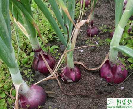 種洋蔥之黃皮洋蔥的高產栽培經驗