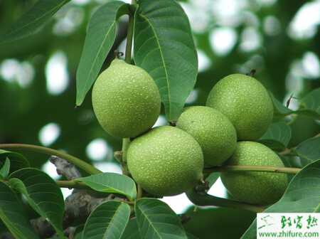 種核桃之核桃樹防寒技術