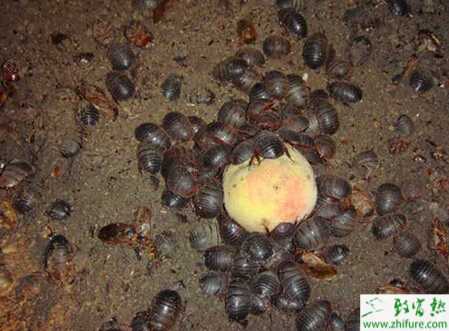 養(yǎng)殖土元之如何建造土元的飼養(yǎng)室、池?