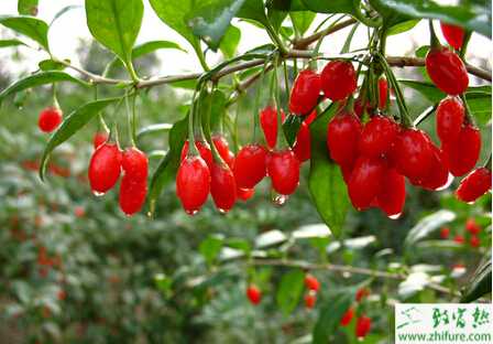 種枸杞之整形修剪的技術