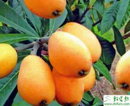 種枇杷之北方溫室如何栽培枇杷