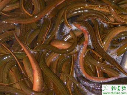 養殖黃鱔的越冬保種經驗